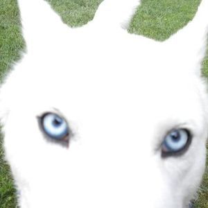 Meet your Posher, Tracie